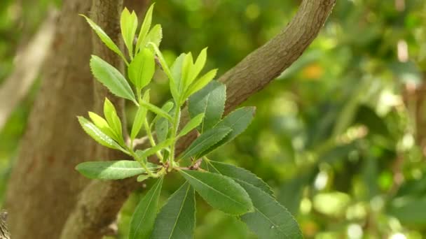 L'Arbutus unedo (corbezzolo) è un arbusto sempreverde o piccolo albero della famiglia delle Ericaceae, noto come corbezzolo irlandese, o caina o mela di canna, o talvolta Killarney.
. - Filmati, video