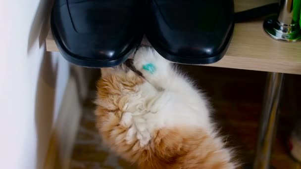 Kis macska játszik a férfi cipők - Felvétel, videó