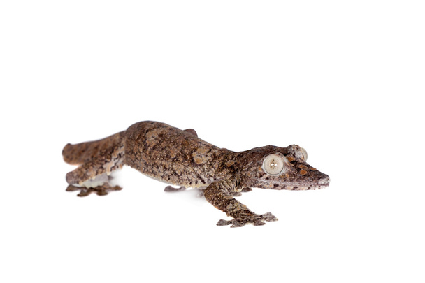 Giant leaf tailed gecko on white - Photo, Image