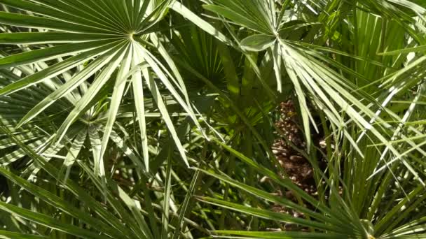 Chamaerops è un genere di piante da fiore della famiglia delle Arecaceae. solo le specie attualmente pienamente accettate sono Chamaerops humilis, variamente chiamato palma da ventilatore europea, o palma nana mediterranea
. - Filmati, video