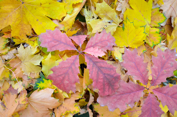 Background of a group  autumn orange leaves - Photo, Image