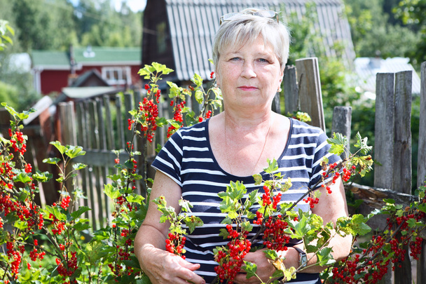 Senior woman in garden showing brunch of red currants berries - 写真・画像