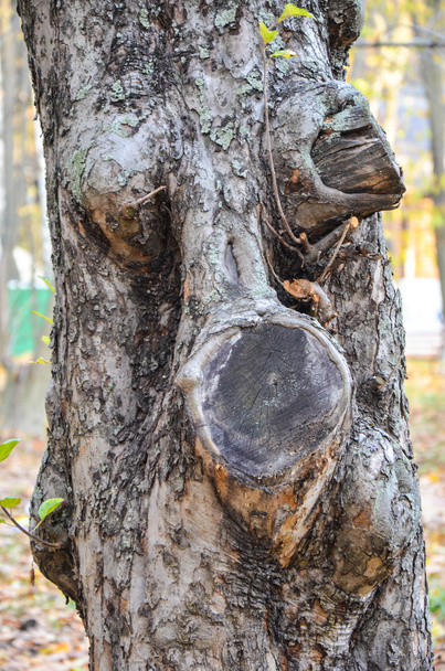 公園で樹皮ツリーの背景 - 写真・画像
