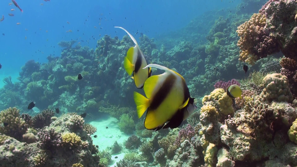 餌を求めてサンゴ礁での蝶の魚. - 映像、動画