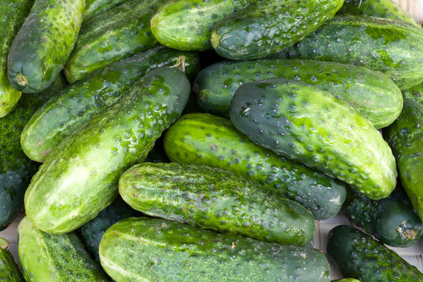 taze yeşil salatalık - Fotoğraf, Görsel