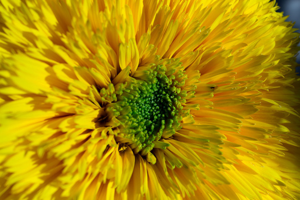 slunce a slunečnice jsou přátelé po tisíciletí - Fotografie, Obrázek