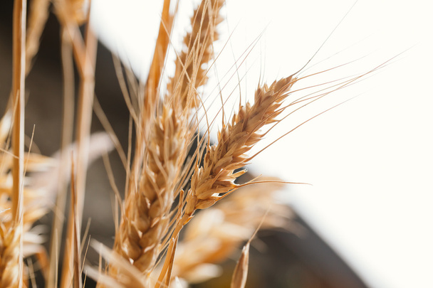 Orejas de trigo sobre un fondo claro
 - Foto, Imagen