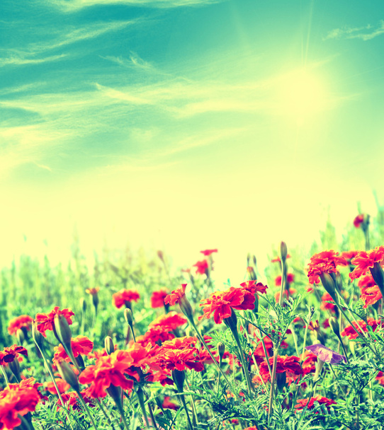 bunte helle Blumen Ringelblume vor dem Hintergrund der s - Foto, Bild