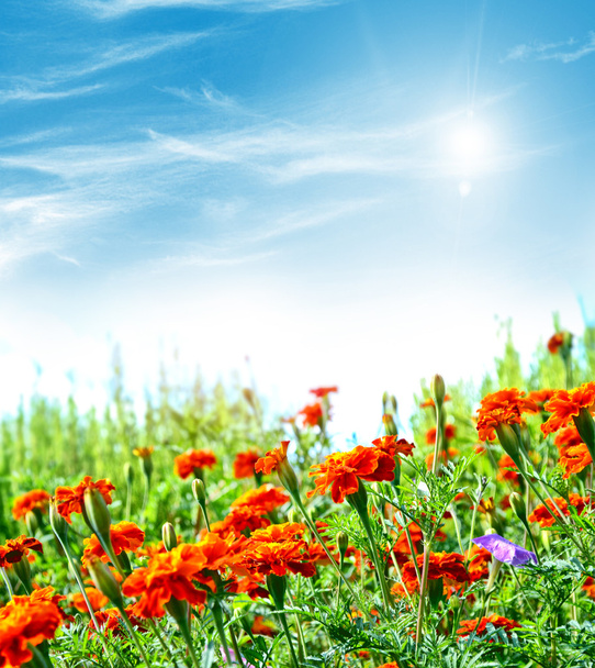 Colorati fiori luminosi calendula sullo sfondo della s
 - Foto, immagini