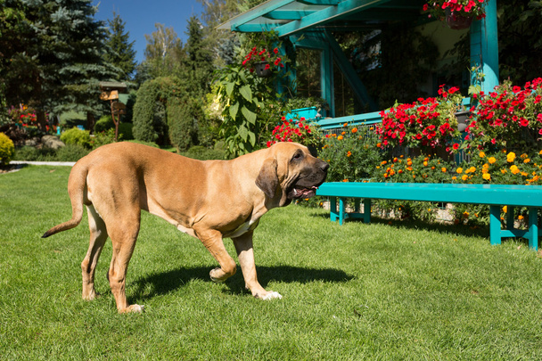 Brazilian Mastiff or Fila Brasileiro Dog Stock Photo - Image of