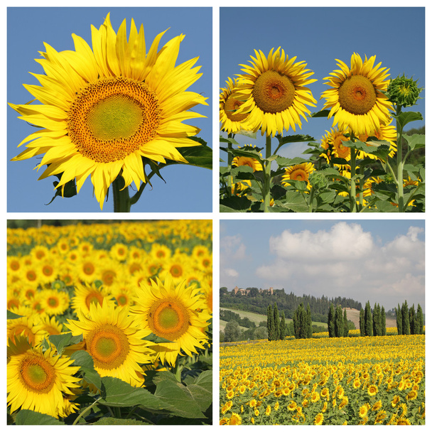 Collage mit Sonnenblumen - Foto, Bild
