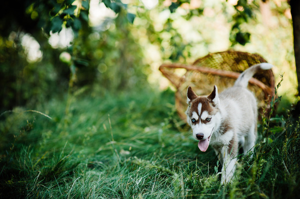 Husky dog puppy - Фото, зображення