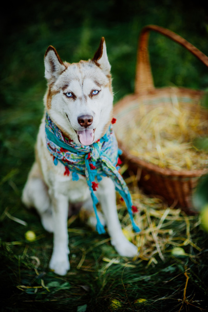 Adult husky dog - Foto, immagini