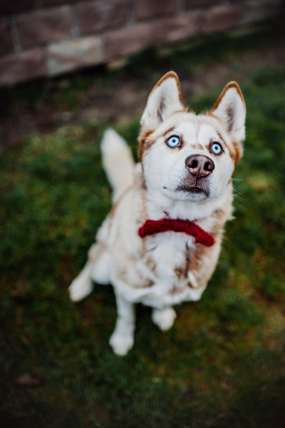 Adult husky dog - Valokuva, kuva