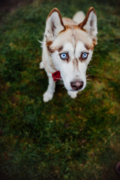 Adult husky dog - Fotoğraf, Görsel