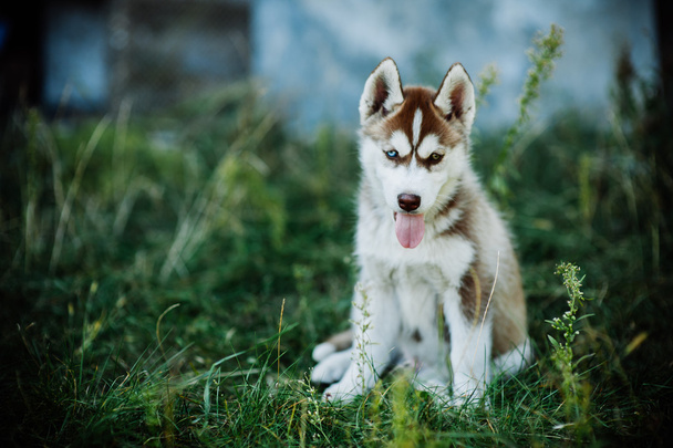 Husky dog puppy - Foto, Bild