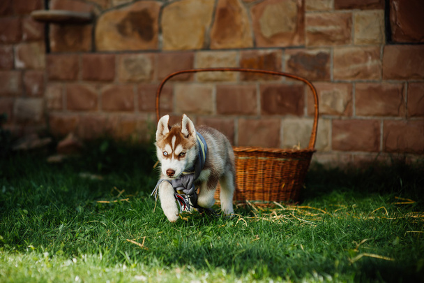 Husky dog puppy - Foto, Bild