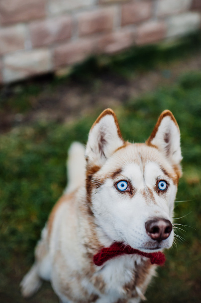 Adult husky dog - Foto, Imagen