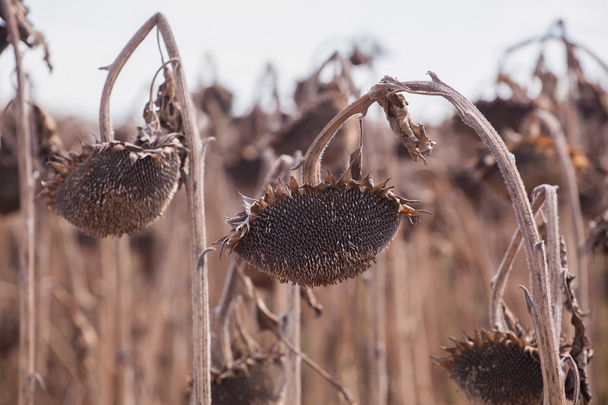 Harvest ripe, dry sunflower on the field. - Photo, Image