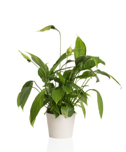 African Peace Lily - Foto, afbeelding