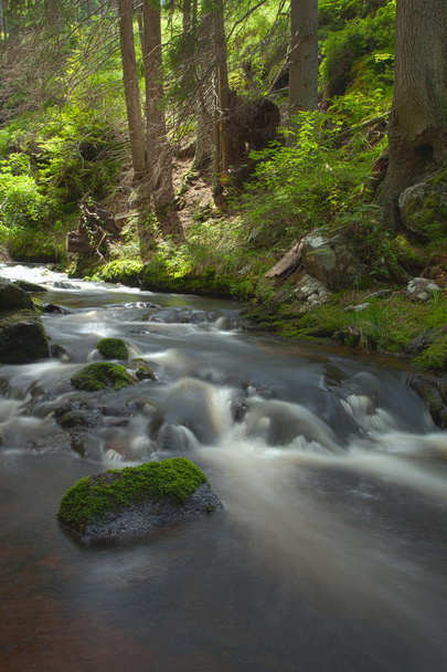 a folyó az erdőben - Fotó, kép