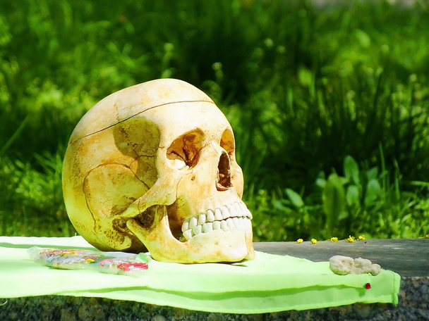 Az emberi koponya - Fotó, kép