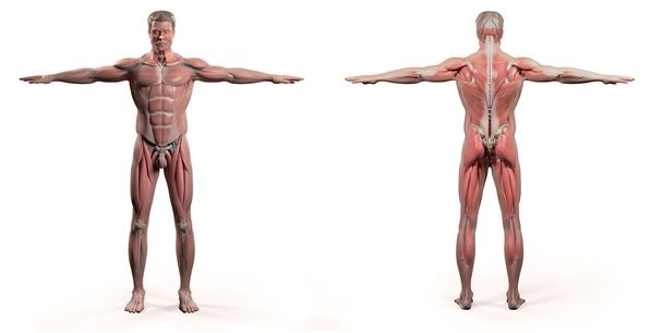 Lidská anatomie zobrazující přední a zadní část těla, obličeje, hlavy, ramen a trupu, strukturu kostí a cévní systém na prostém bílém pozadí. - Fotografie, Obrázek