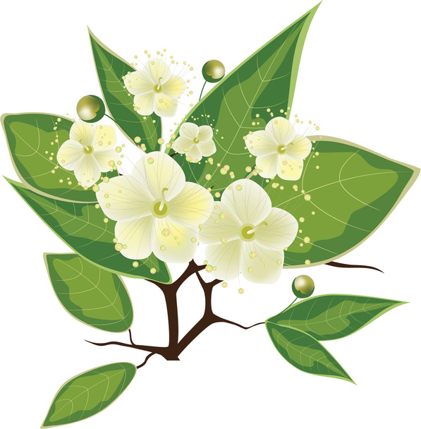 Blooming myrtle branch, vector illustration - Vetor, Imagem