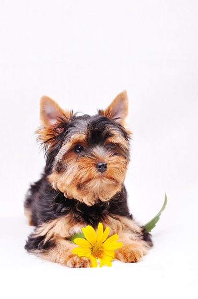 cachorrinho pequeno yorkshire terrier - Foto, Imagem