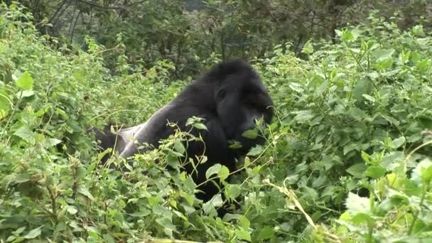 Divoké gorily Rwanda tropický prales  - Záběry, video