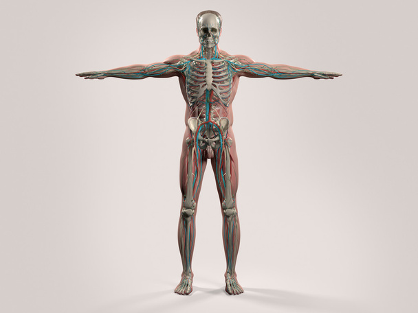 Анатомія людини з видом спереду на повне тіло, що показує скелетну систему та шкіру
 - Фото, зображення