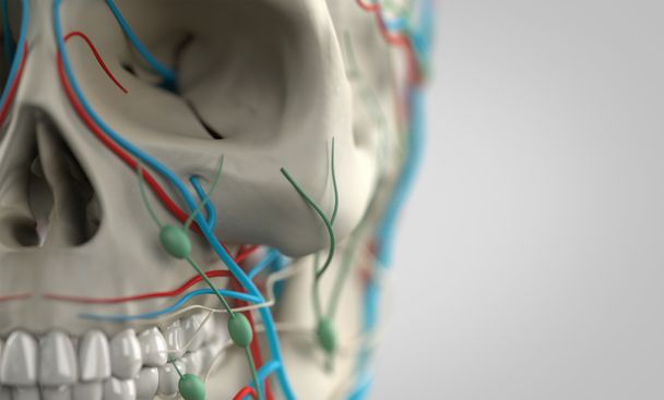 İnsan anatomisi gösteren close-up kafatası, damarları, lenf düğümleri ve diş, alan derinliği ile. - Fotoğraf, Görsel