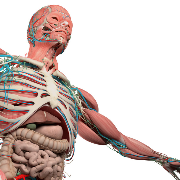 Ludzka Anatomia klatki piersiowej od niskiego kąta. Struktura kości. Żył. Mięśni.  - Zdjęcie, obraz