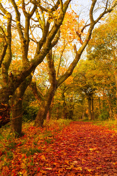 Paysage d'automne avec arbres - Photo, image