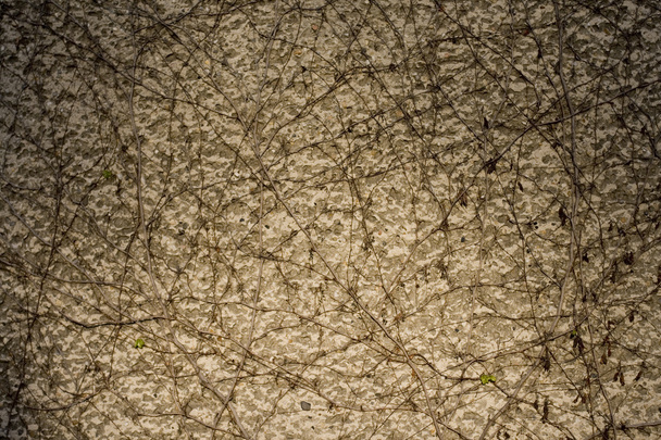 aşırı büyümüş duvar - Fotoğraf, Görsel