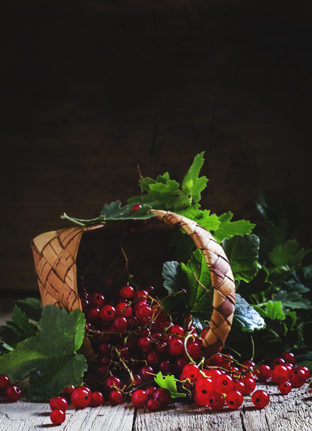 Harvesting of red currants - Fotó, kép