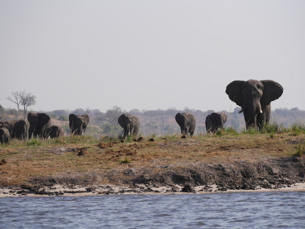チョベ国立公園の中の象 - 写真・画像