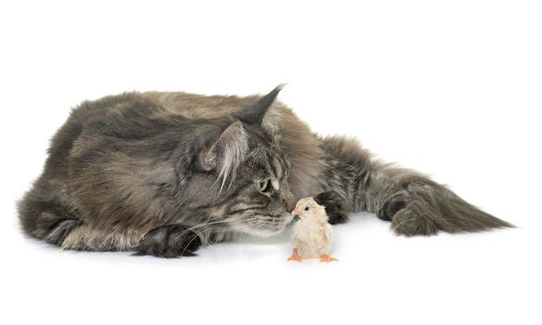 tabby maine coon y chick
 - Foto, Imagen