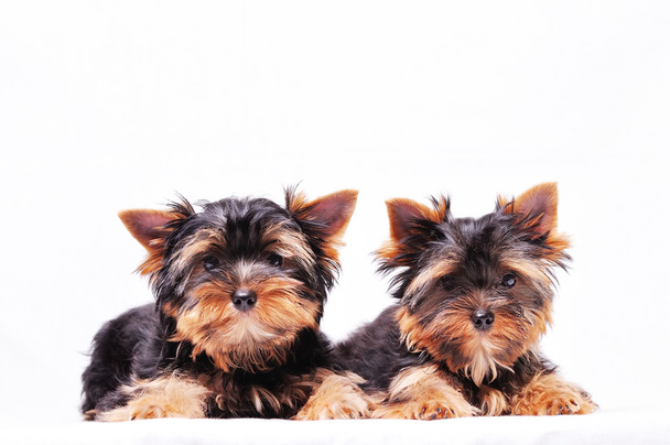 Two puppies of the Yorkshire terrier lie on a white background - Photo, Image