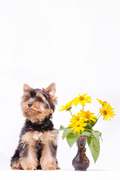 piccolo yorkshire terrier cucciolo - Foto, immagini