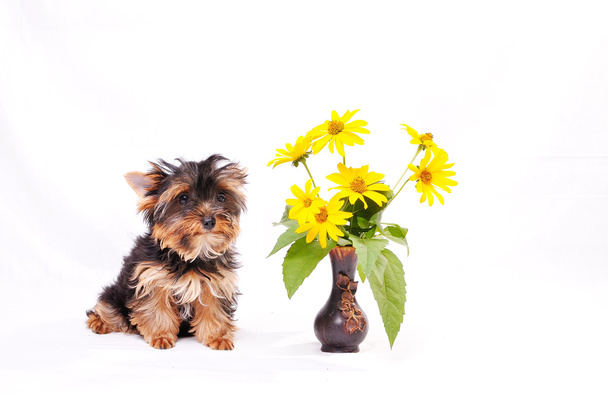 pequeño yorkshire terrier cachorro - Foto, Imagen