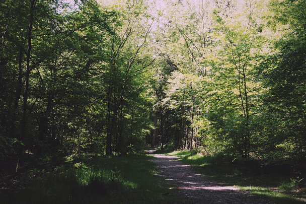Countryside walk with path winding through trees Vintage Retro F - Photo, Image