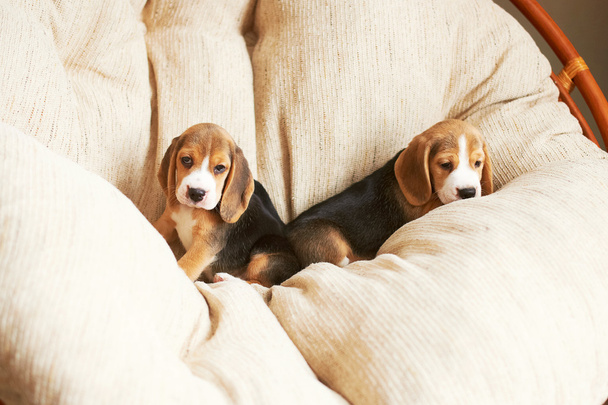 Cachorrinho Beagle em casa
 - Foto, Imagem
