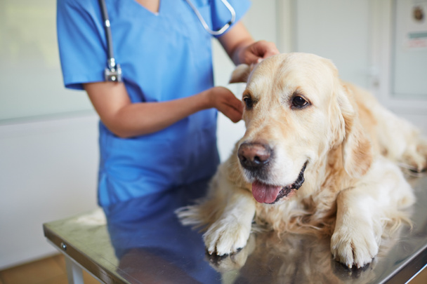 Labrador esponjoso con examen veterinario
 - Foto, Imagen