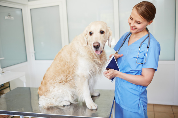 Veterinarian in looking at fluffy patient - Photo, Image