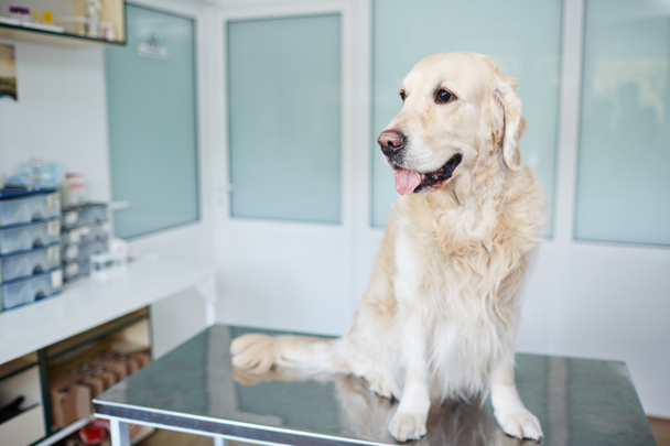 Чистая собака сидит на столе
 - Фото, изображение