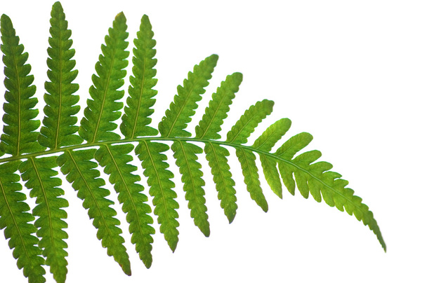 Green leaf isolated in white - Fotografie, Obrázek