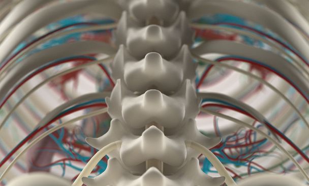 人間の解剖学、脊椎、明るい背景では椎体のユニークなビュー。フィールドの近く up.Depth. - 写真・画像