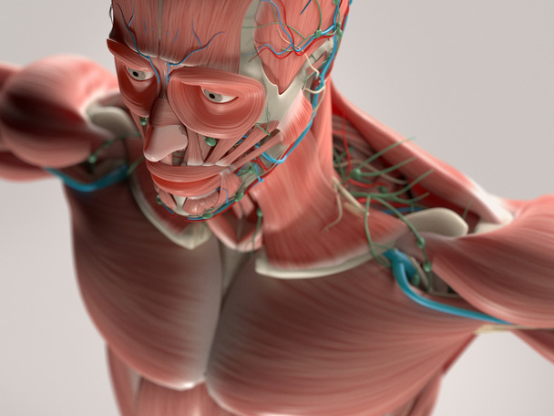 Ihmisen anatomia näyttää kasvot, pää, hartiat ja rintakehän lihakset, luuston rakenne ja verisuonijärjestelmä
. - Valokuva, kuva