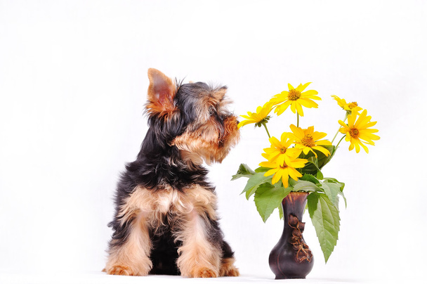 pequeño yorkshire terrier cachorro - Foto, imagen